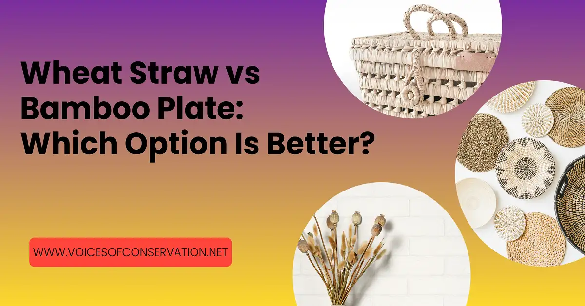 Wheat straw vs bamboo plate
